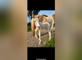 Islandpferd, Hengst, 1 Jahr, 140 cm, Schecke
