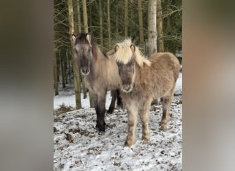 Islandpferd, Hengst, 1 Jahr, 142 cm, Cremello