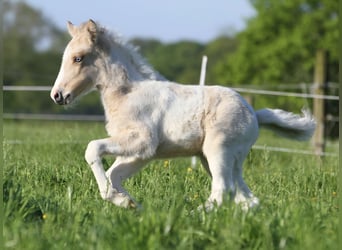Islandpferd, Hengst, 1 Jahr, 142 cm