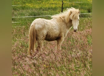 Islandpferd, Hengst, 1 Jahr, 142 cm, Perlino