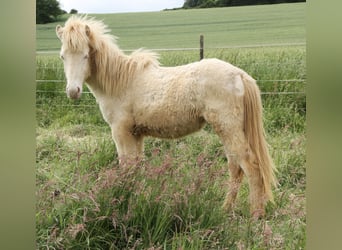 Islandpferd, Hengst, 1 Jahr, 142 cm, Perlino