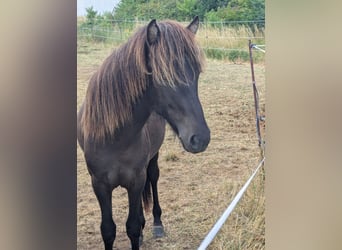 Islandpferd, Hengst, 1 Jahr, 142 cm, Rappe