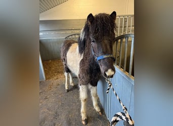 Islandpferd, Hengst, 1 Jahr, 142 cm, Tobiano-alle-Farben