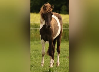 Islandpferd, Hengst, 1 Jahr, 145 cm, Schecke