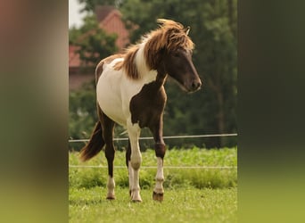 Islandpferd, Hengst, 1 Jahr, 145 cm, Schecke