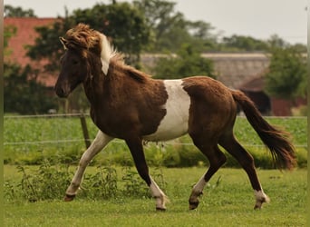 Islandpferd, Hengst, 1 Jahr, 145 cm, Schecke