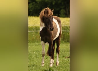 Islandpferd, Hengst, 1 Jahr, 145 cm, Schecke