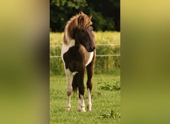 Islandpferd, Hengst, 1 Jahr, 145 cm, Schecke