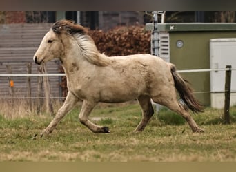 Islandpferd, Hengst, 1 Jahr, 145 cm, Schecke