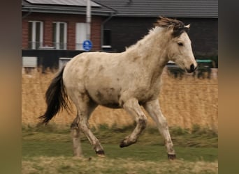 Islandpferd, Hengst, 1 Jahr, 145 cm, Schecke