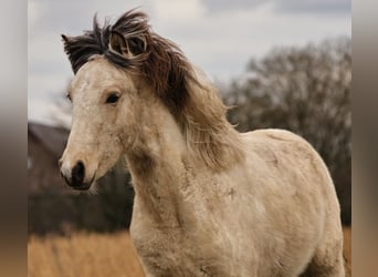 Islandpferd, Hengst, 1 Jahr, 145 cm, Schecke