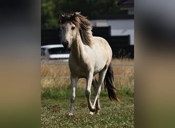 Islandpferd, Hengst, 1 Jahr, 145 cm, Schecke