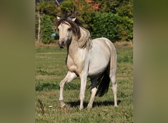 Islandpferd, Hengst, 1 Jahr, 145 cm, Schecke