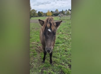 Islandpferd, Hengst, 1 Jahr, Falbe
