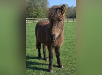 Islandpferd, Hengst, 1 Jahr, Falbe