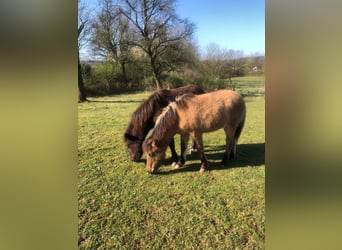 Islandpferd, Hengst, 1 Jahr, Falbe
