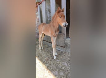 Islandpferd, Hengst, 1 Jahr, Fuchs