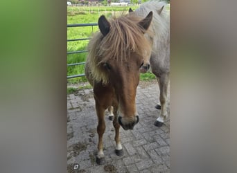 Islandpferd, Hengst, 1 Jahr, Fuchs