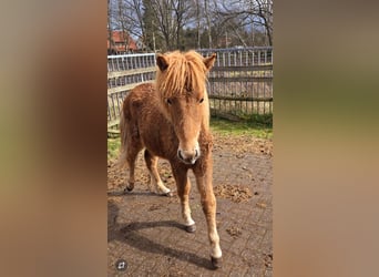 Islandpferd, Hengst, 1 Jahr