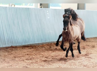 Islandpferd, Hengst, 1 Jahr