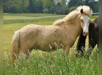 Islandpferd, Hengst, 1 Jahr, Palomino