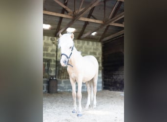 Islandpferd, Hengst, 1 Jahr, Palomino