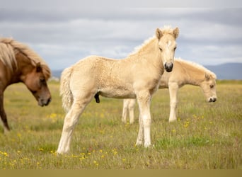 Islandpferd, Hengst, 1 Jahr, Palomino