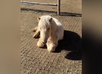 Islandpferd, Hengst, 1 Jahr, Palomino