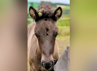 Islandpferd, Hengst, 1 Jahr, Rappe