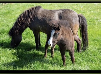 Islandpferd, Hengst, 1 Jahr, Rappe
