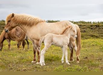 Islandpferd, Hengst, 1 Jahr, Red Dun