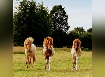 Islandpferd, Hengst, 1 Jahr, Red Dun