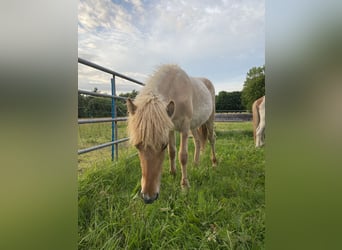 Islandpferd, Hengst, 1 Jahr, Red Dun