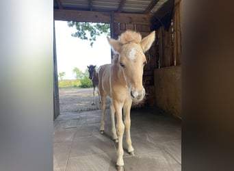 Islandpferd, Hengst, 1 Jahr, Red Dun