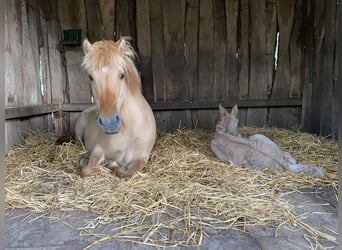 Islandpferd, Hengst, 1 Jahr, Red Dun