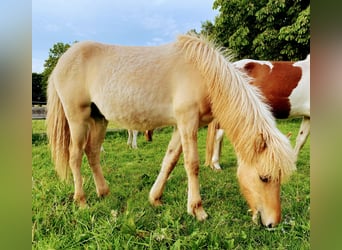 Islandpferd, Hengst, 1 Jahr, Red Dun