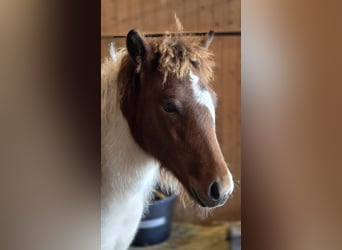 Islandpferd, Hengst, 1 Jahr, Schecke