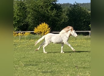 Islandpferd, Hengst, 1 Jahr, Schecke