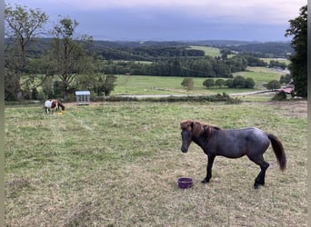 Islandpferd, Hengst, 1 Jahr, Schimmel