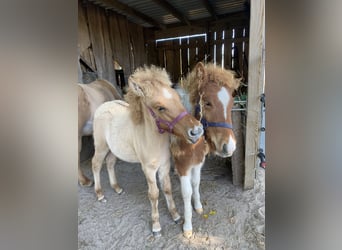 Islandpferd, Hengst, 1 Jahr, Tobiano-alle-Farben