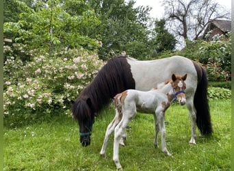 Islandpferd, Hengst, 1 Jahr, Tobiano-alle-Farben