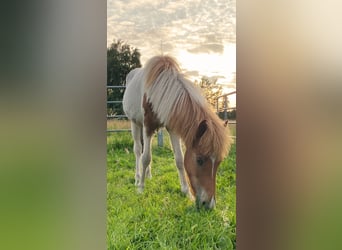 Islandpferd, Hengst, 1 Jahr, Tobiano-alle-Farben