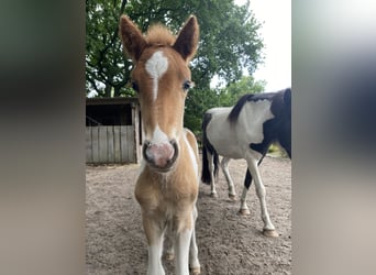 Islandpferd, Hengst, 1 Jahr, Tobiano-alle-Farben