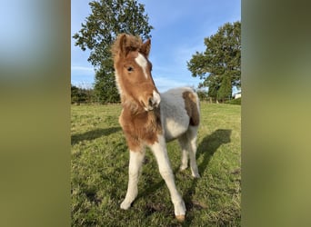 Islandpferd, Hengst, 1 Jahr, Tobiano-alle-Farben