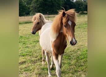 Islandpferd, Hengst, 1 Jahr, Tobiano-alle-Farben