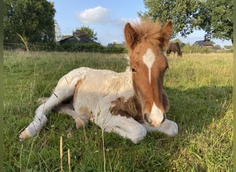 Islandpferd, Hengst, 1 Jahr, Tobiano-alle-Farben