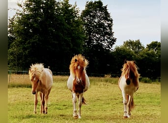 Islandpferd, Hengst, 1 Jahr, Tobiano-alle-Farben