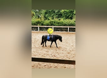 Islandpferd, Hengst, 20 Jahre, 136 cm, Rappe