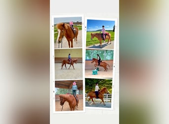 Islandpferd, Hengst, 20 Jahre, 148 cm, Fuchs