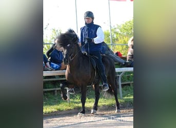 Islandpferd, Hengst, 20 Jahre, Rappe